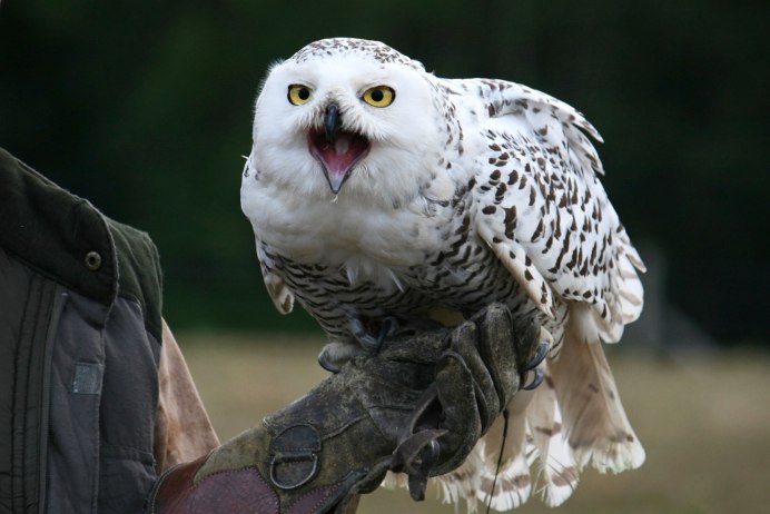 Виргинский Филин (Bubo virginianus)