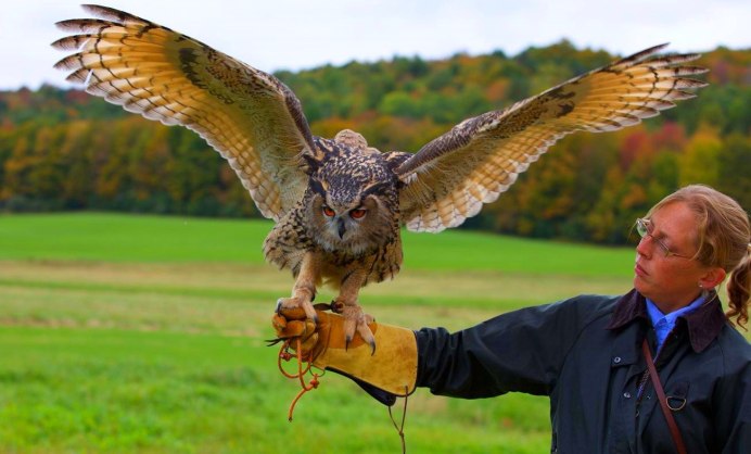 European Bubo Bubo