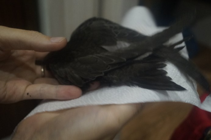 Итальянская птичка Стриж