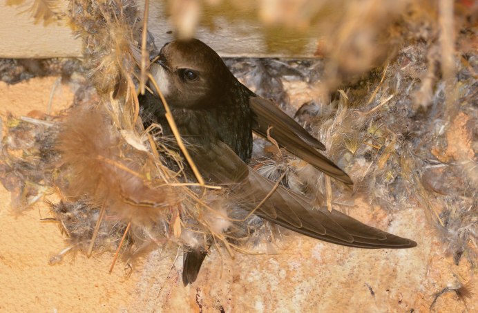 Черный Стриж самец