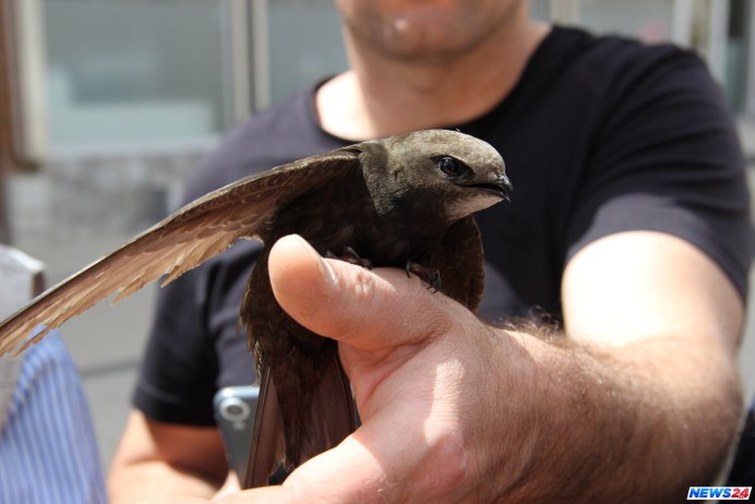 Стриж Абабиль