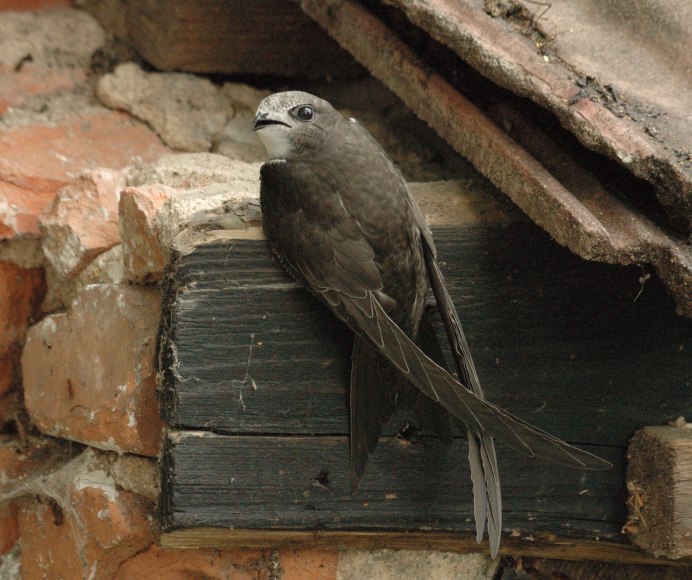 Чёрный Стриж в полёте