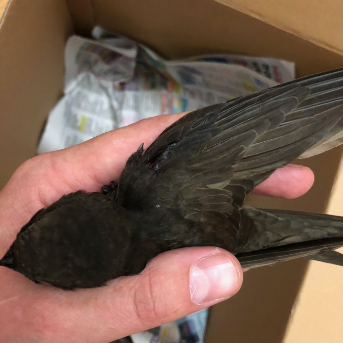 Черный Стриж птица