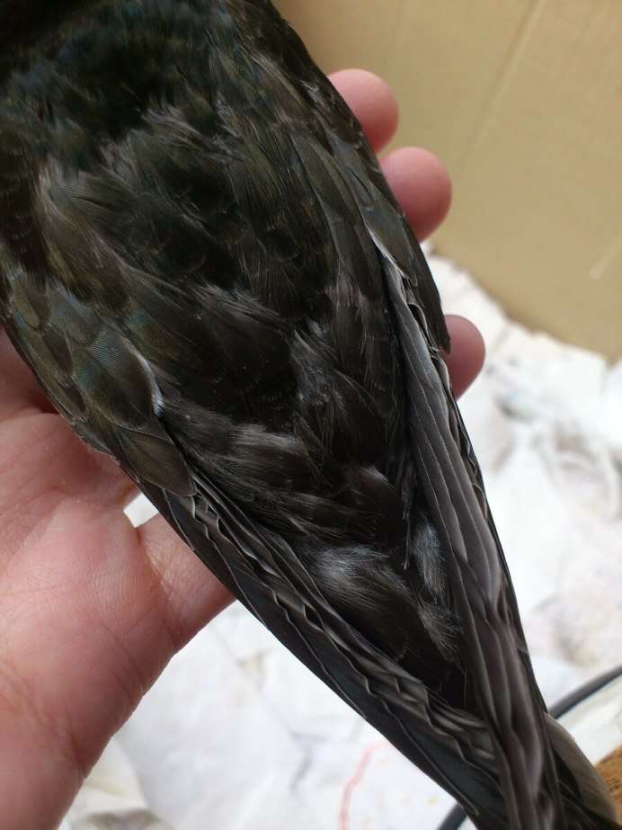 APUS affinis — малый Стриж