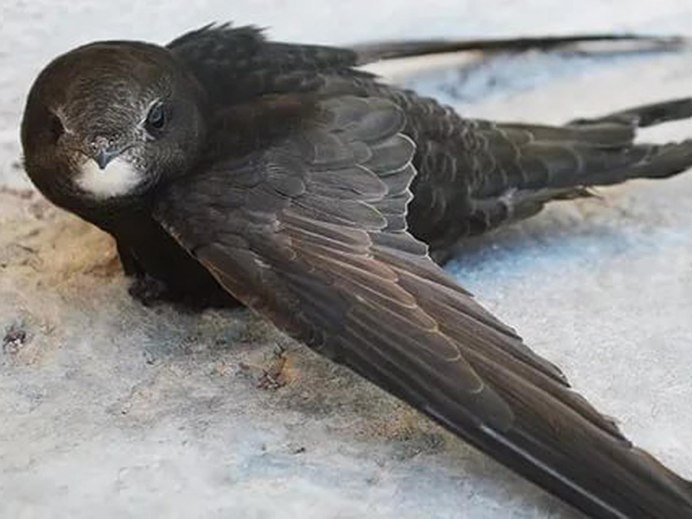 Стриж обыкновенный