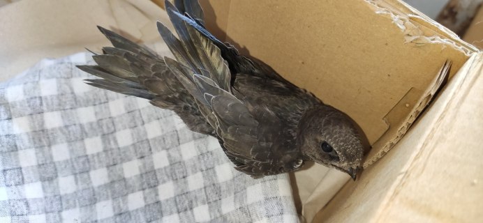 Стриж с оперением птенец