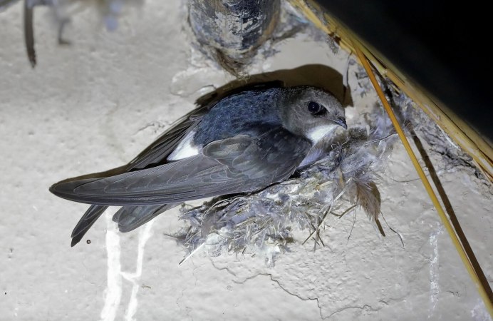 Малый Стриж