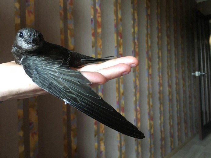 Стриж птица