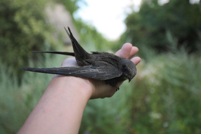 Чёрный Стриж