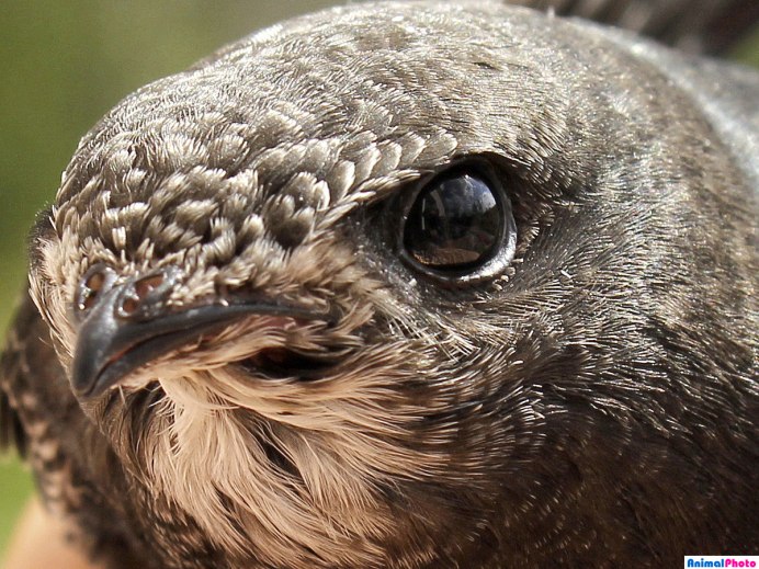 Белобрюхий Стриж