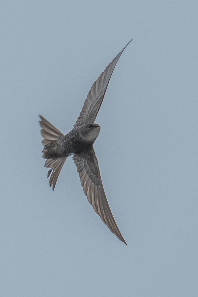 Черный Стриж гнездо