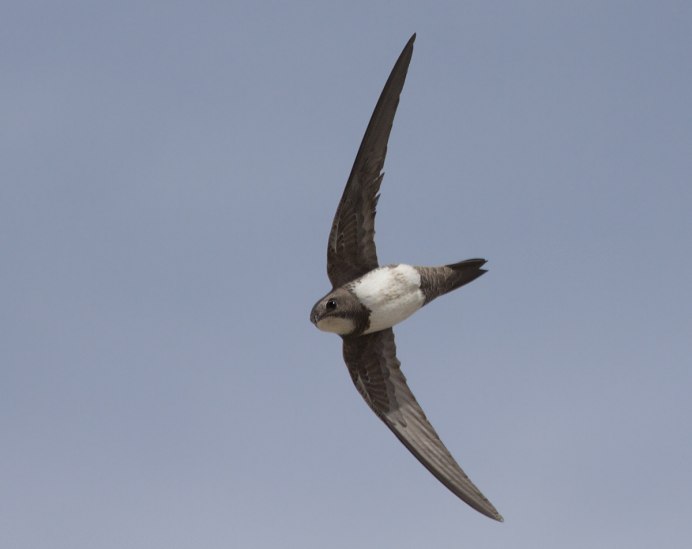 Стриж Дальневосточный