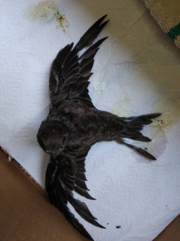 Коробка для стрижа