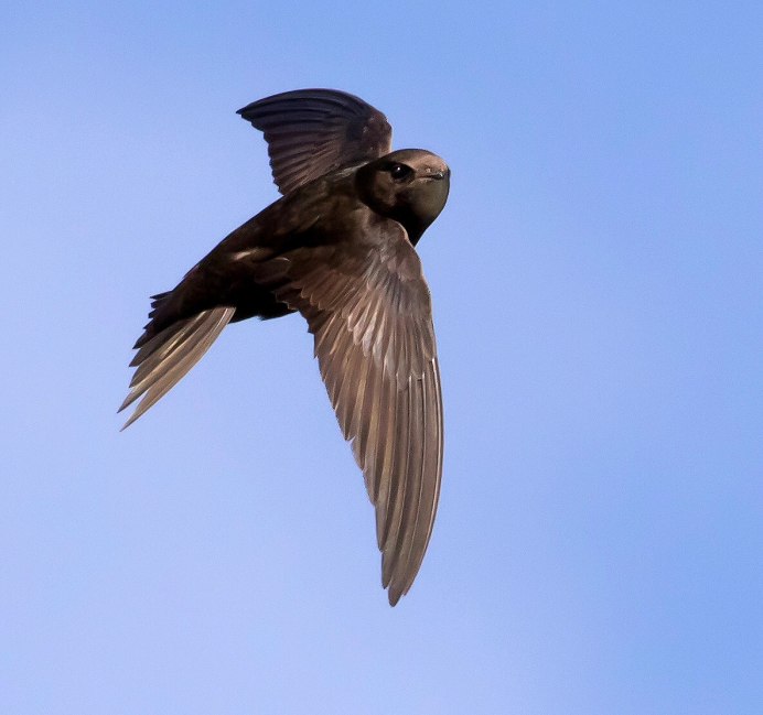 Стриж обыкновенный