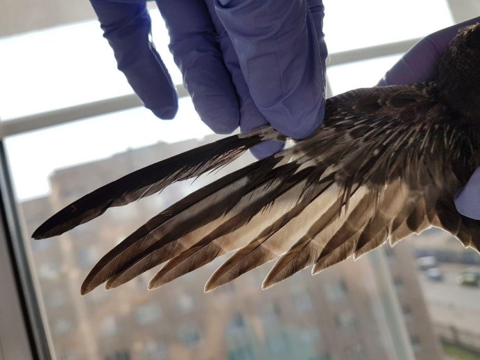 Оперение стрижа