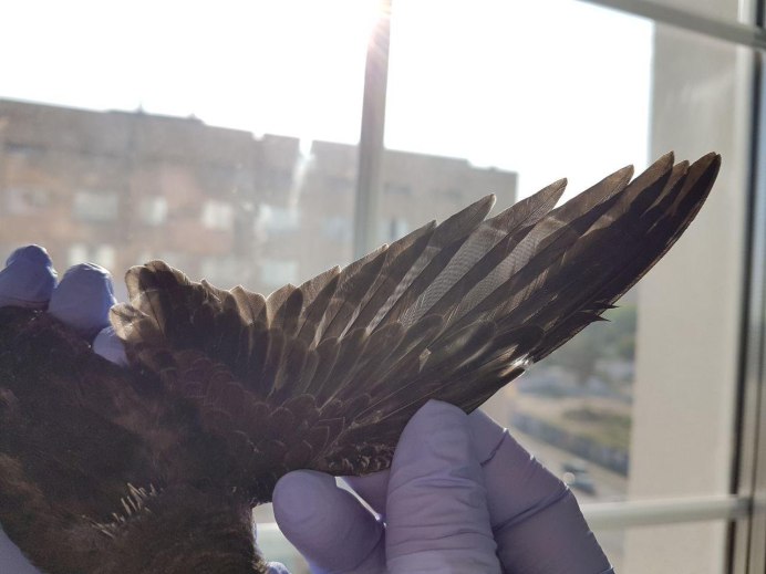 Перо стрижа