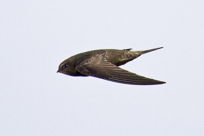 Птенец белобрюхого стрижа