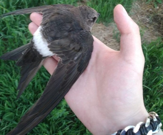 Стриж обыкновенный