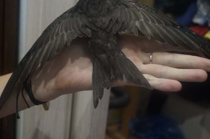 Оперение стрижа