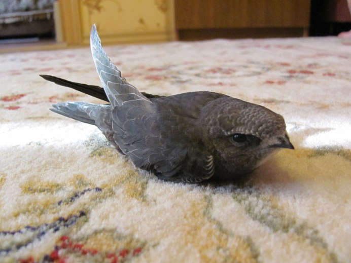 Стрижи а Забайкалье