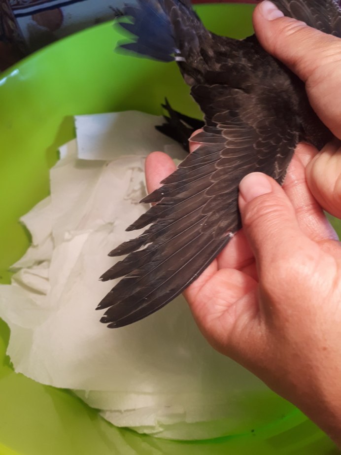 Оперение стрижа