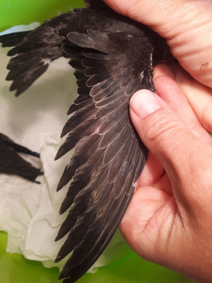 Перо стрижа