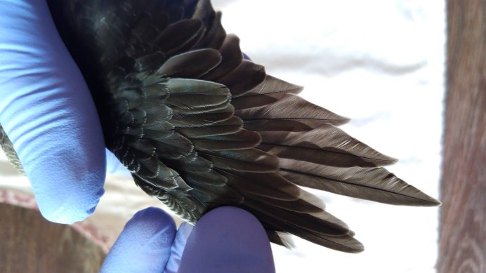 Трубочки на перьях у стрижа