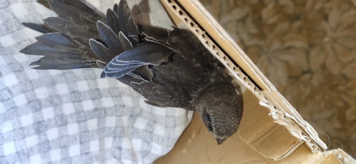 Дефекты оперения у Стрижей