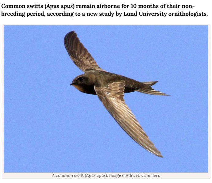 Стриж Дальневосточный