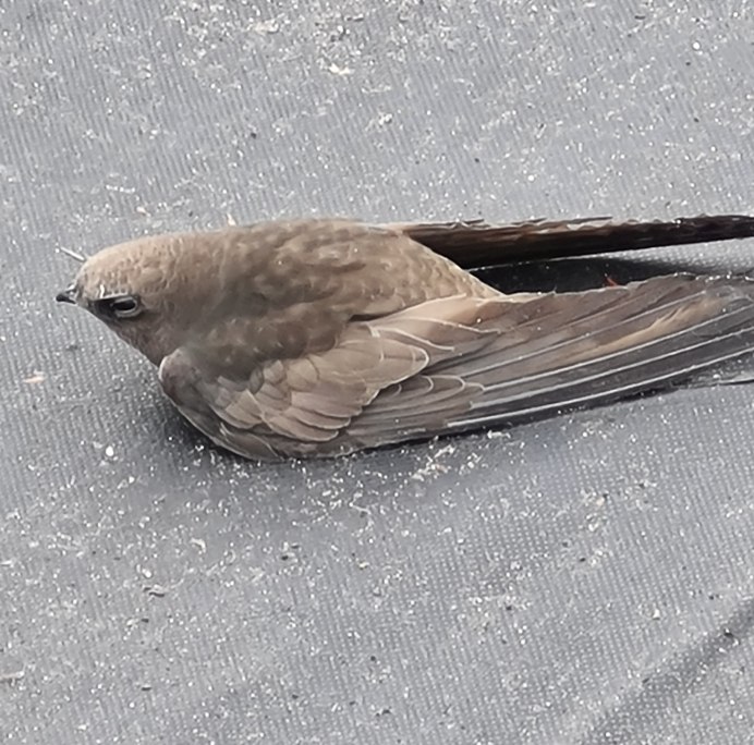 Белопоясный Стриж