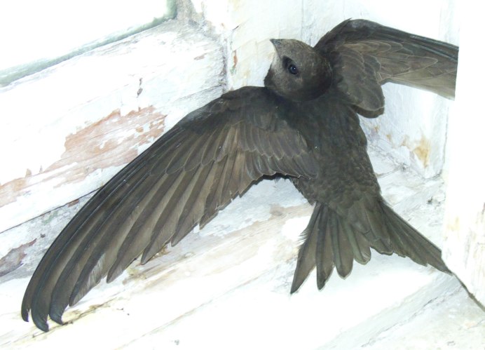 Птенкц стр ИЖА оперившийся