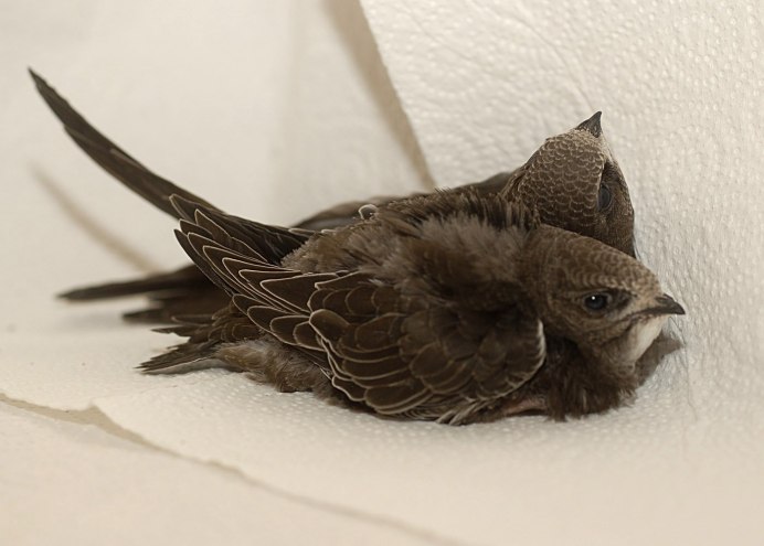 Иглохвостый Стриж