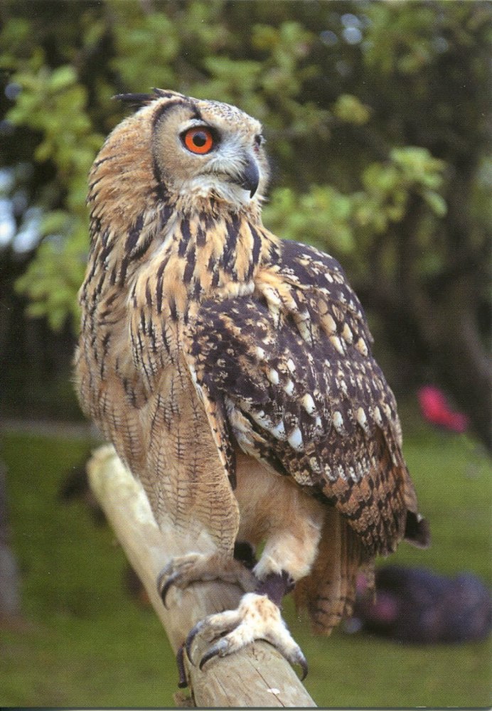 Лапы Филина