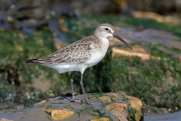 Краснозобик Сахалин фото
