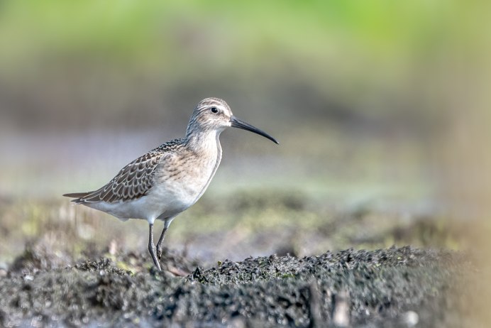 Кулик краснозобик