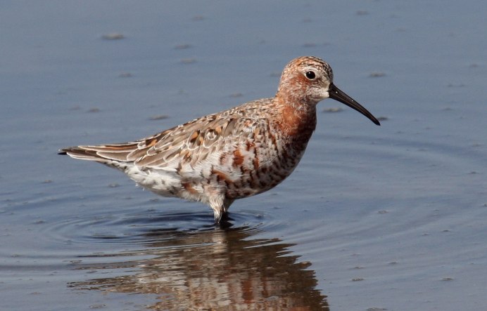 The Curlew Sandpiper (Calidris ferruginea)