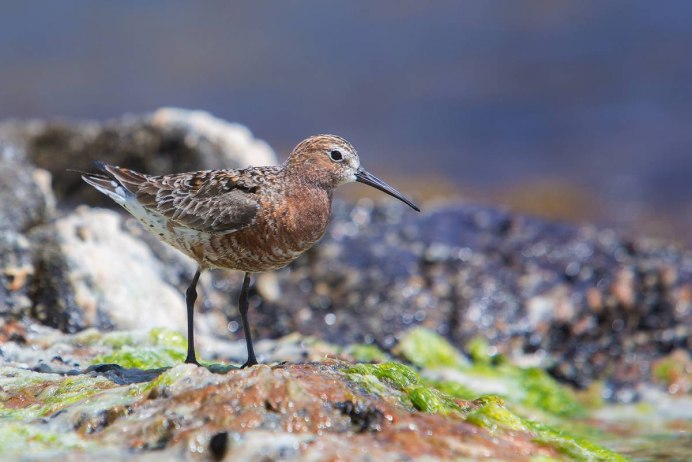 Краснозобик птица