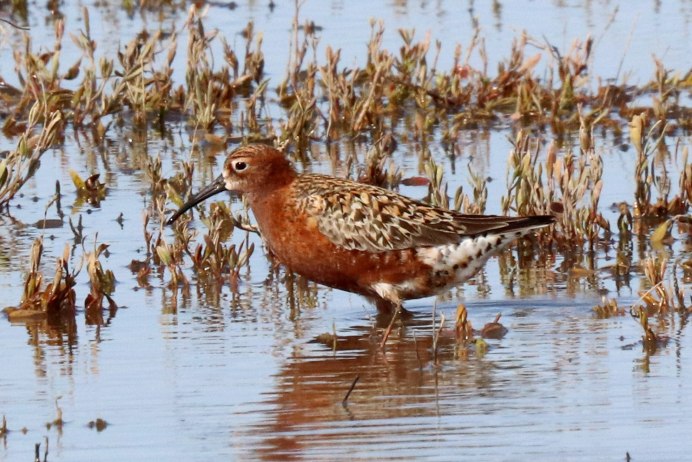 Краснозобик птица