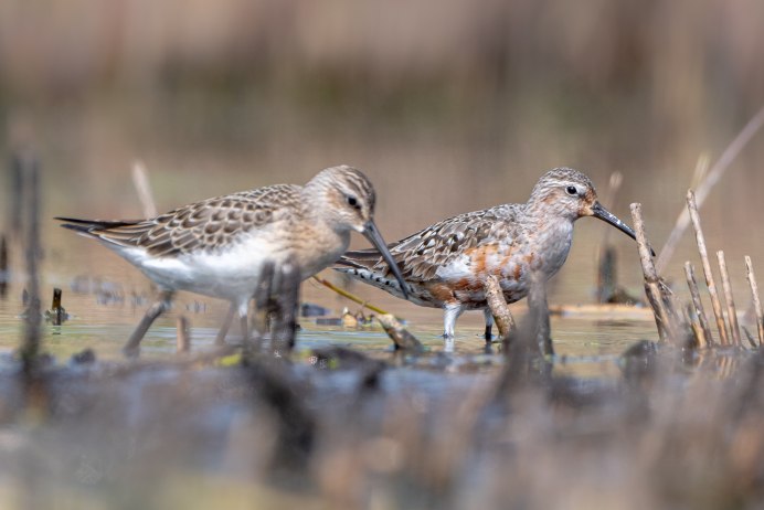 Total Calidris 0