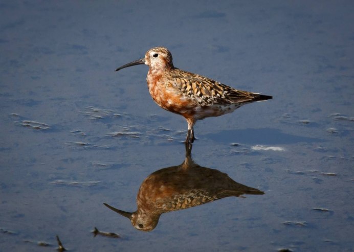 The Curlew Sandpiper (Calidris ferruginea)
