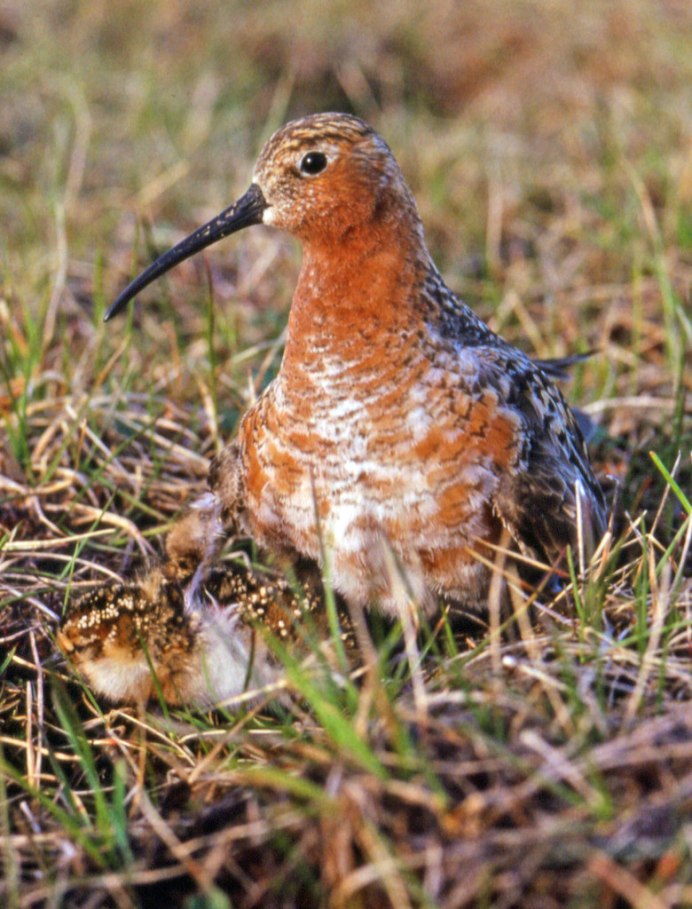 Краснозобик птица финский залив