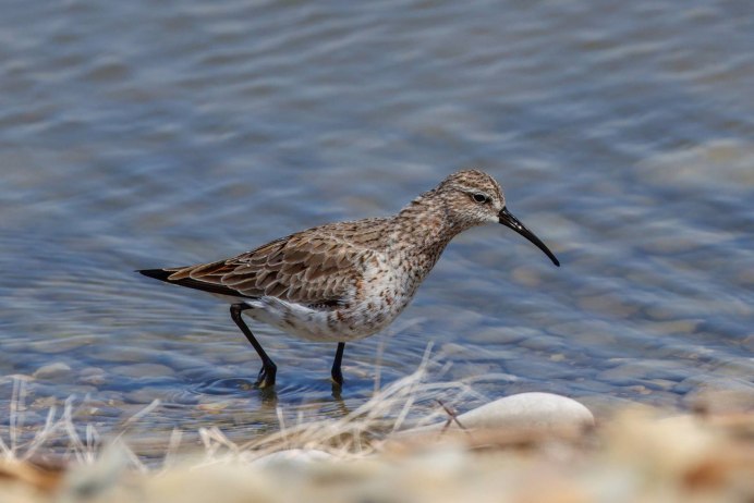 Песочник краснозобик
