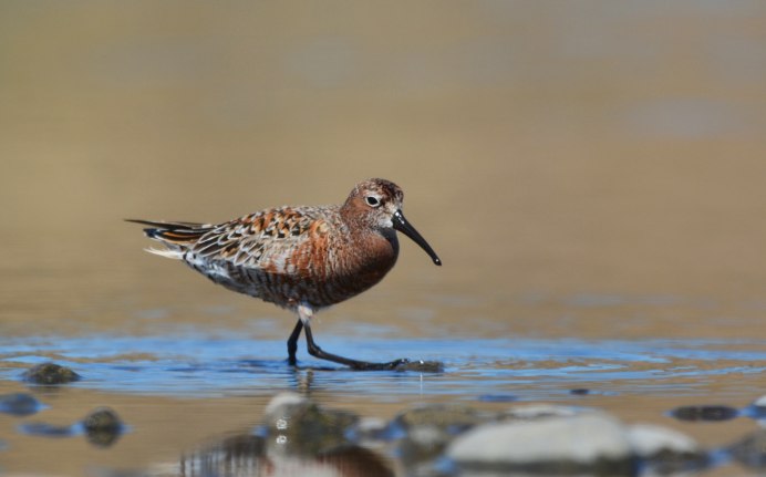 Calidris ferruginea