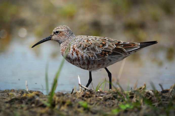 Calidris ferruginea