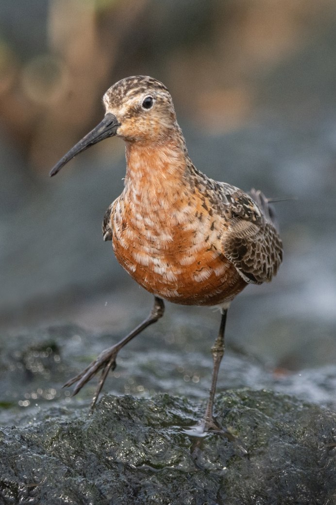 Краснозобик птенец