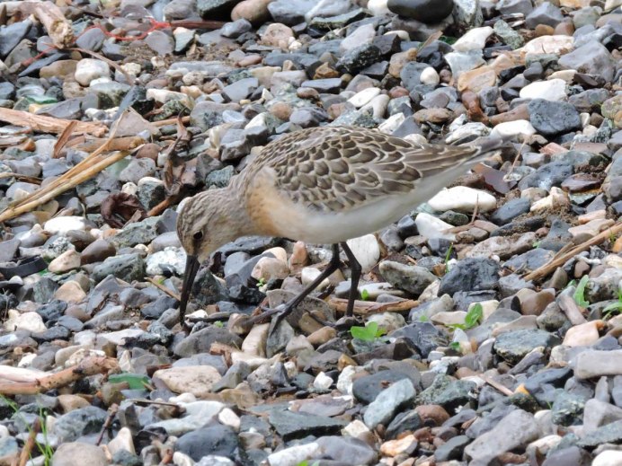 Краснозобик