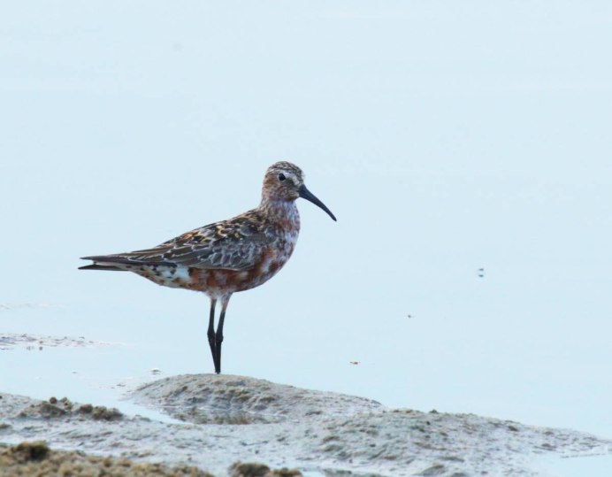Сахалинский чернозобик