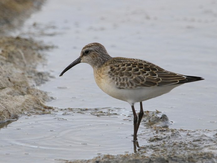 Краснозобик и чернозобик