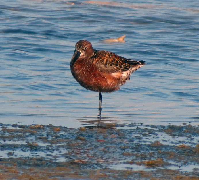 Песочник краснозобик полет
