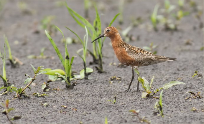 Calidris ferruginea